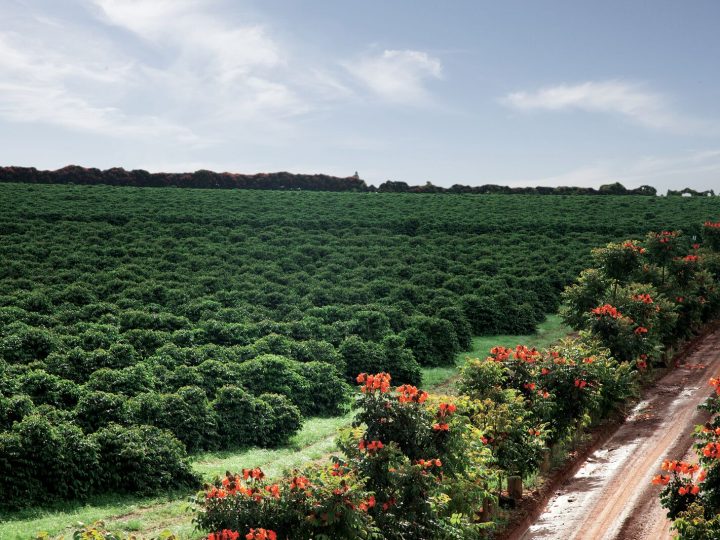 Rota oferece imersão exclusiva no terroir dos cafés de origem da Região do Cerrado Mineiro
