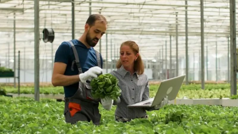 Bolsas de R$ 5 mil: Sebrae Minas vai selecionar agentes para o programa ALI Rural, em Patrocínio