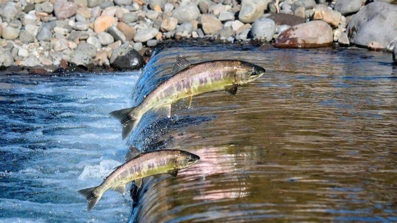 PIRACEMA 2025: Inicia neste sábado o período de restrição à pesca em Minas Gerais